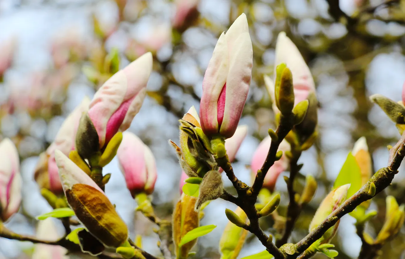 Photo wallpaper tree, spring, magnolia, buds, twig