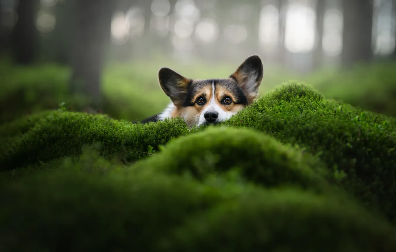 Photo wallpaper face, moss, dog, ears, Welsh Corgi