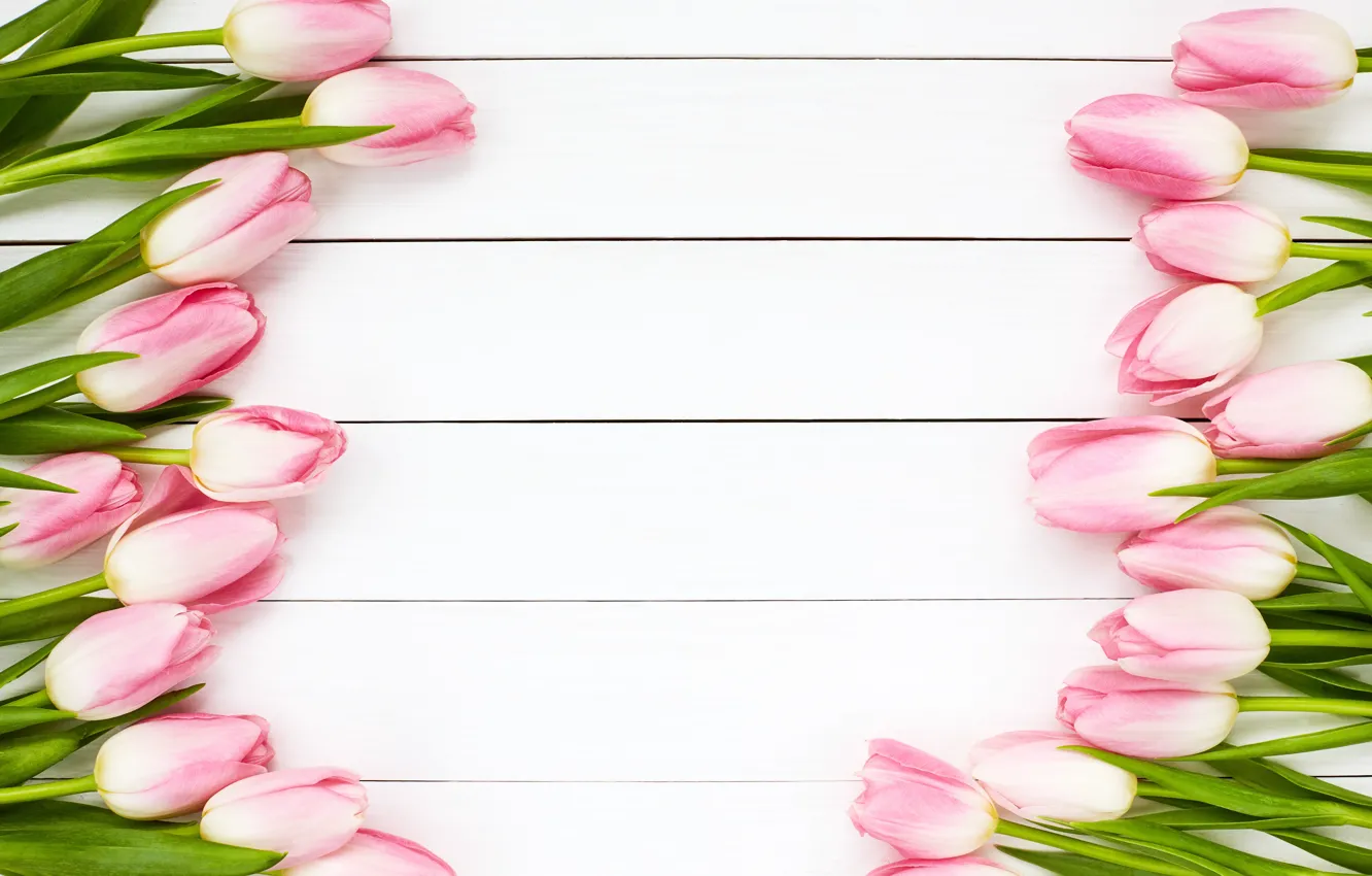 Photo wallpaper white, background, tulips, Wood, rezvyi, Olena Rudo