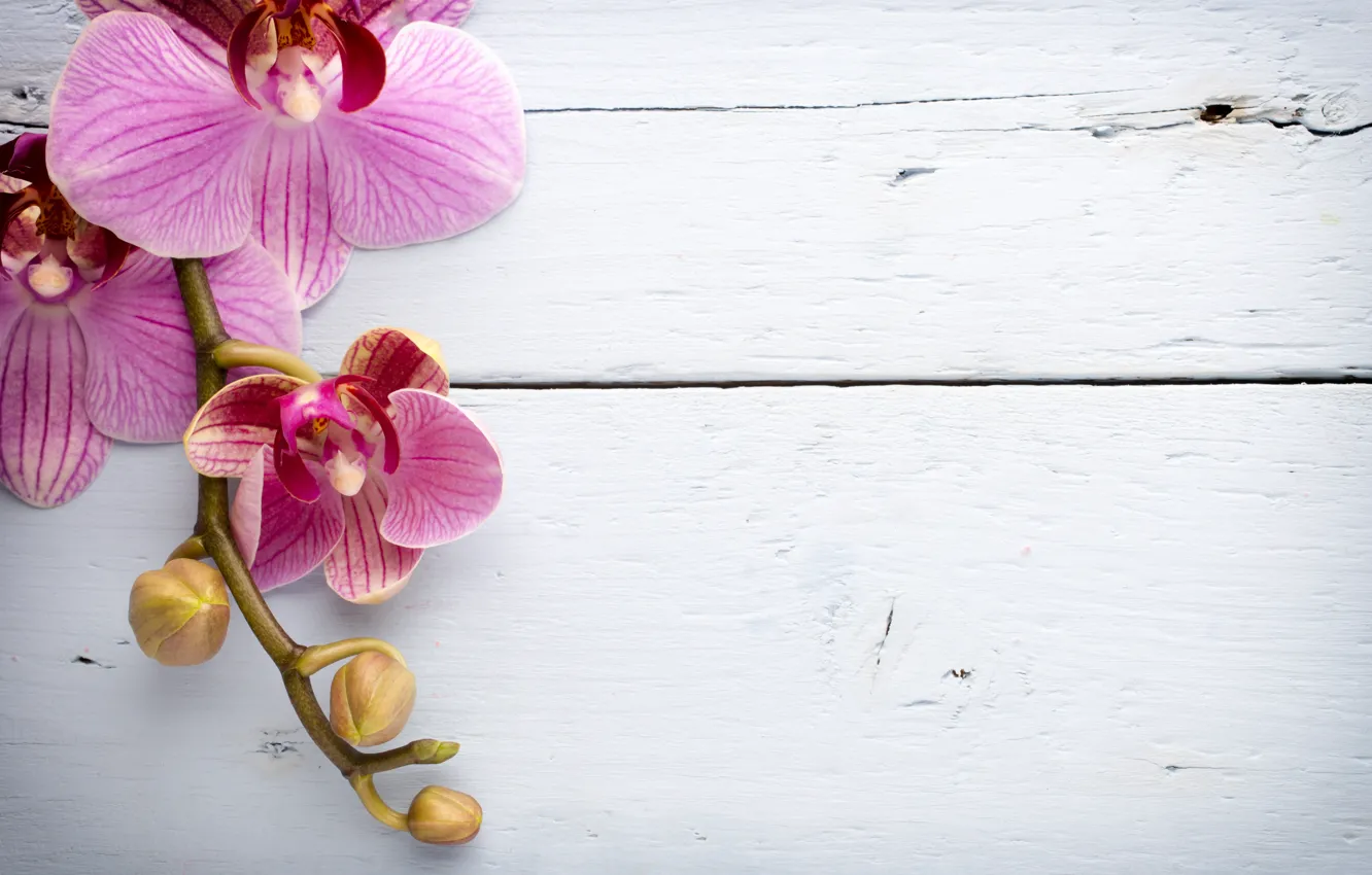 Photo wallpaper wood, Orchid, pink, flowers, orchid
