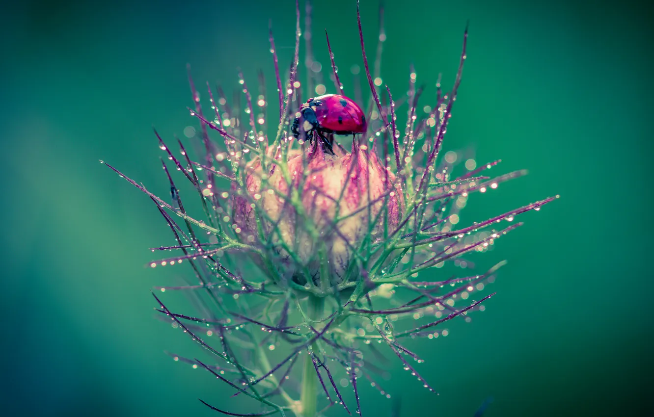 Photo wallpaper flower, plant, ladybug, insect