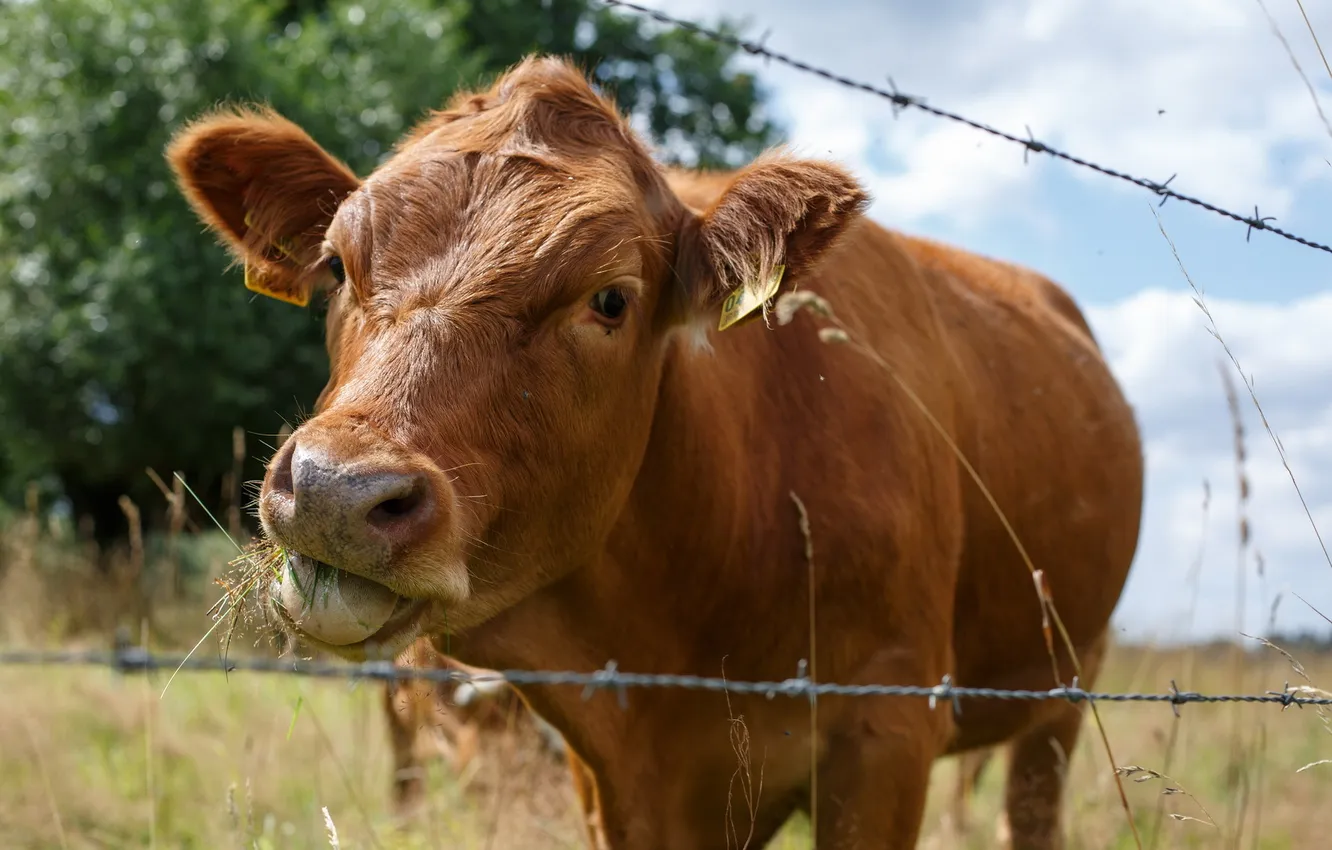 Photo wallpaper nature, the fence, cows