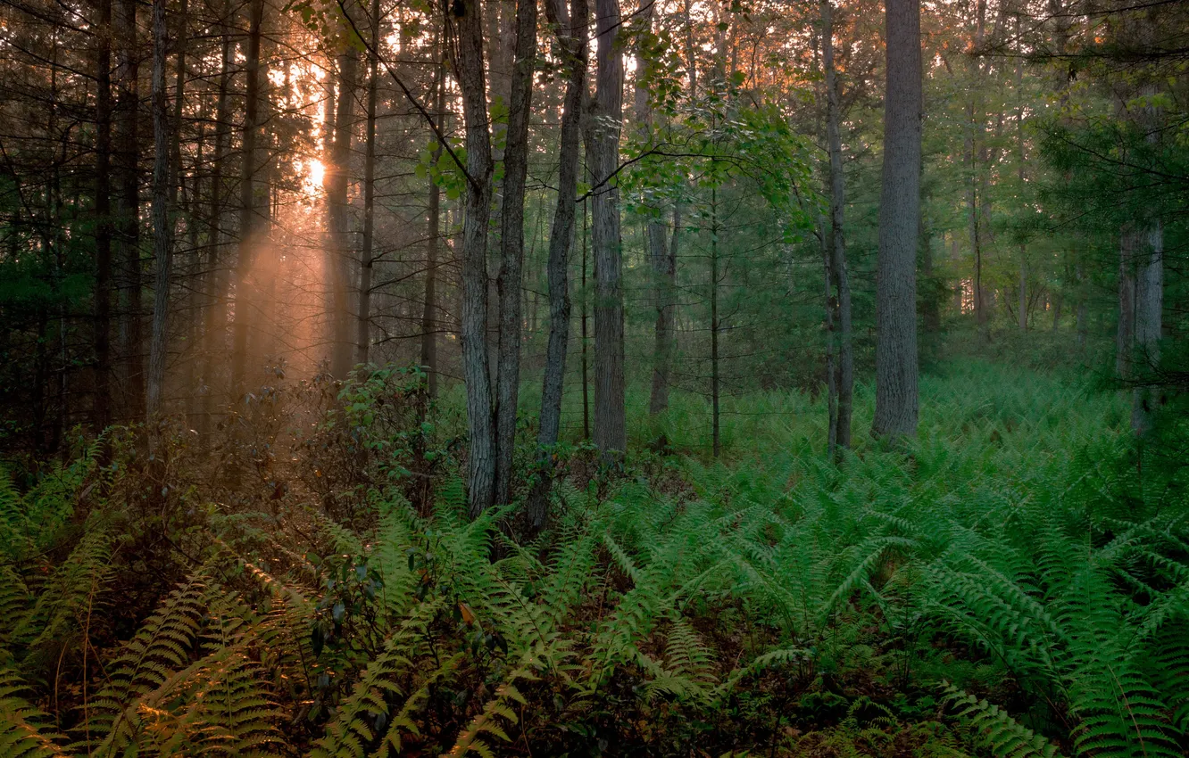 Photo wallpaper forest, light, nature