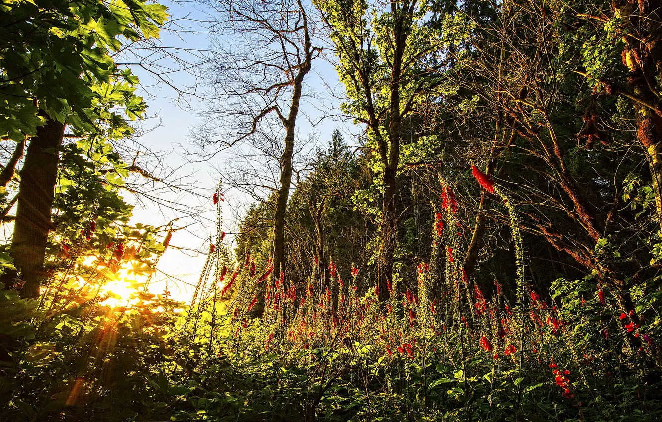 Photo wallpaper forest, the sky, trees, flowers