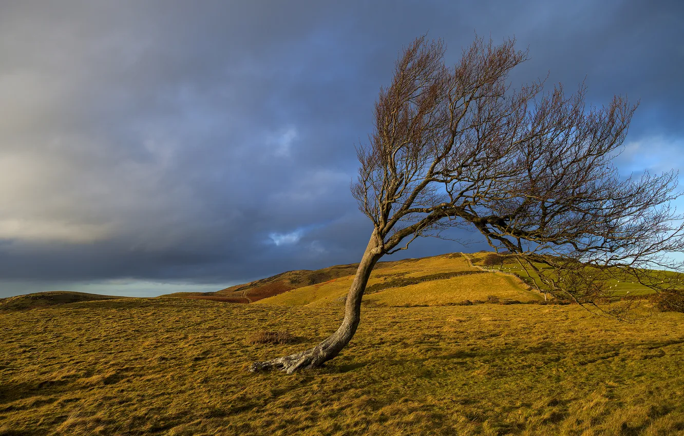 Photo wallpaper autumn, the sky, grass, trees, clouds, hills