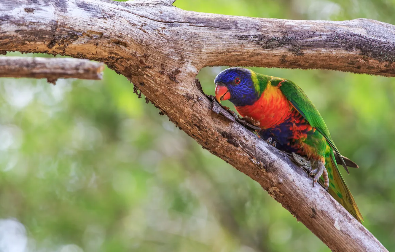 Photo wallpaper branches, nature, blur, parrot
