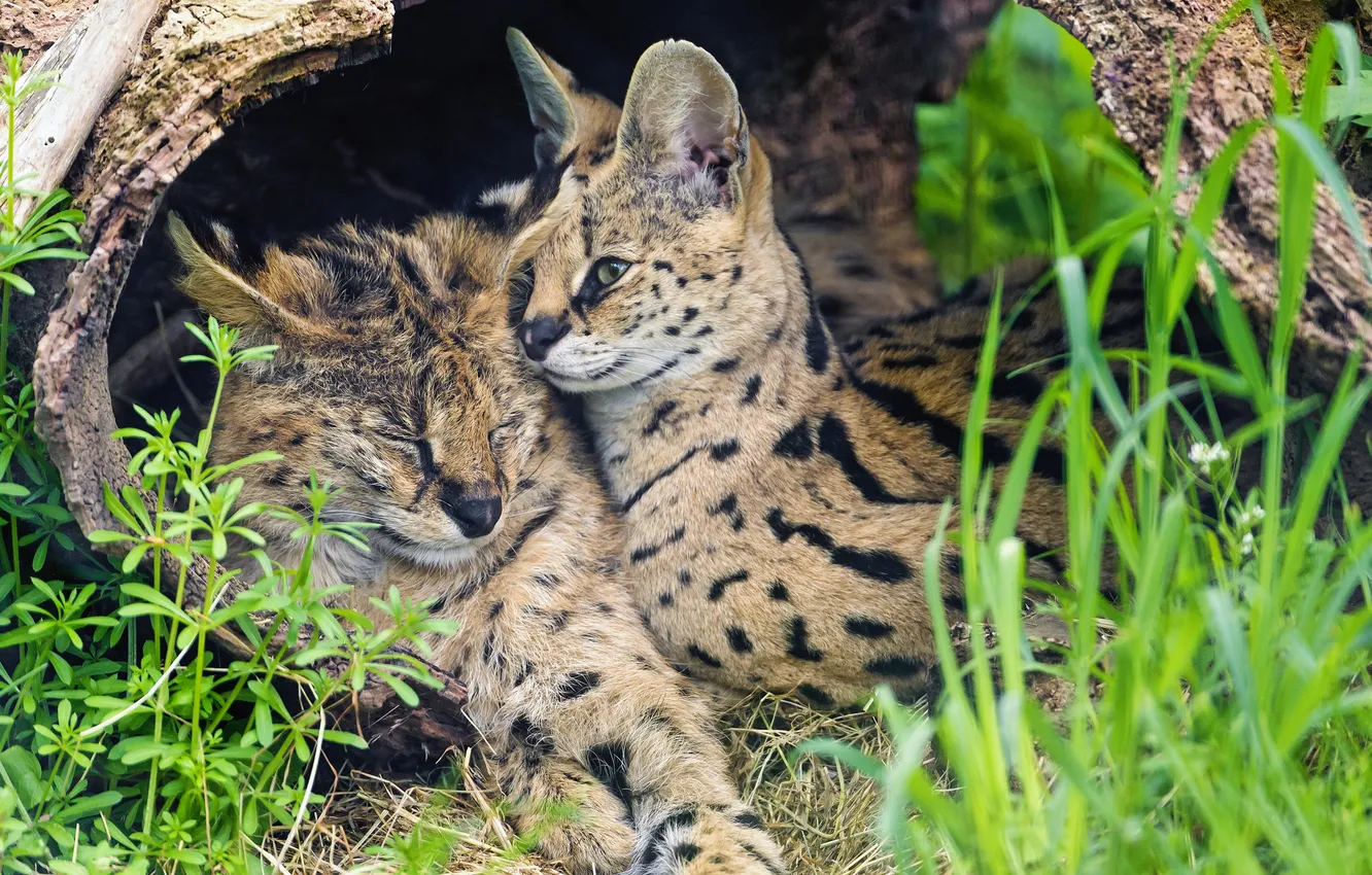 Photo wallpaper grass, cats, pair, Serval, ©Tambako The Jaguar