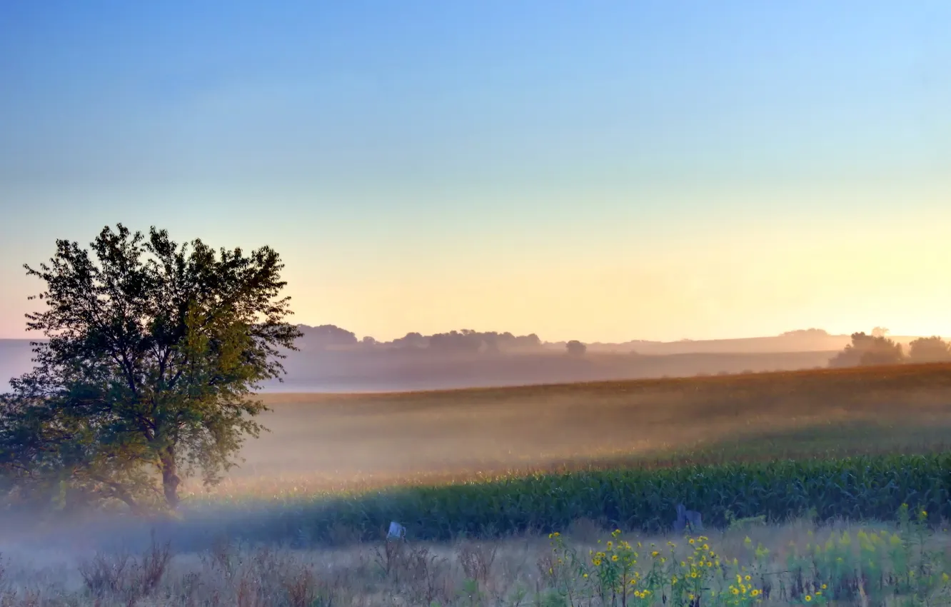 Photo wallpaper field, landscape, fog, morning