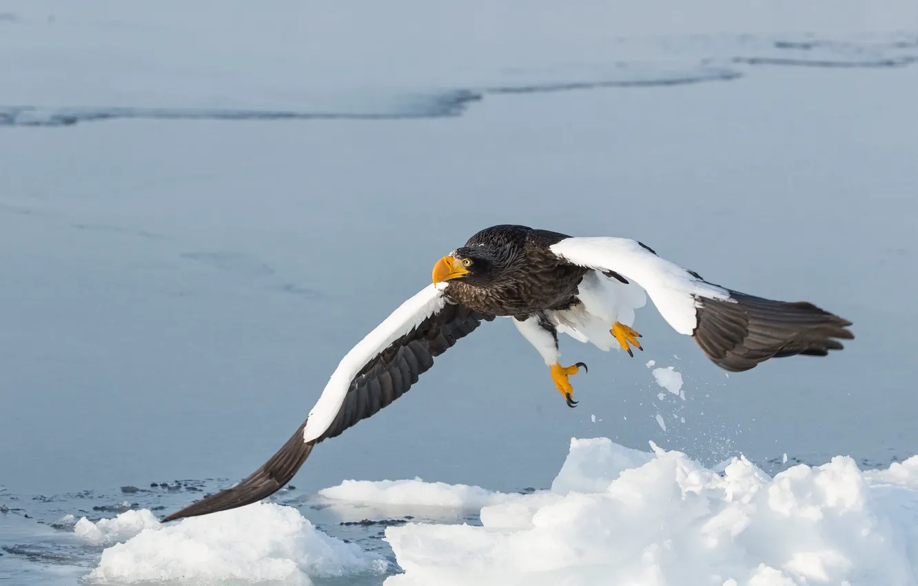 Photo wallpaper bird, wings, predator, flight, Steller's sea eagle