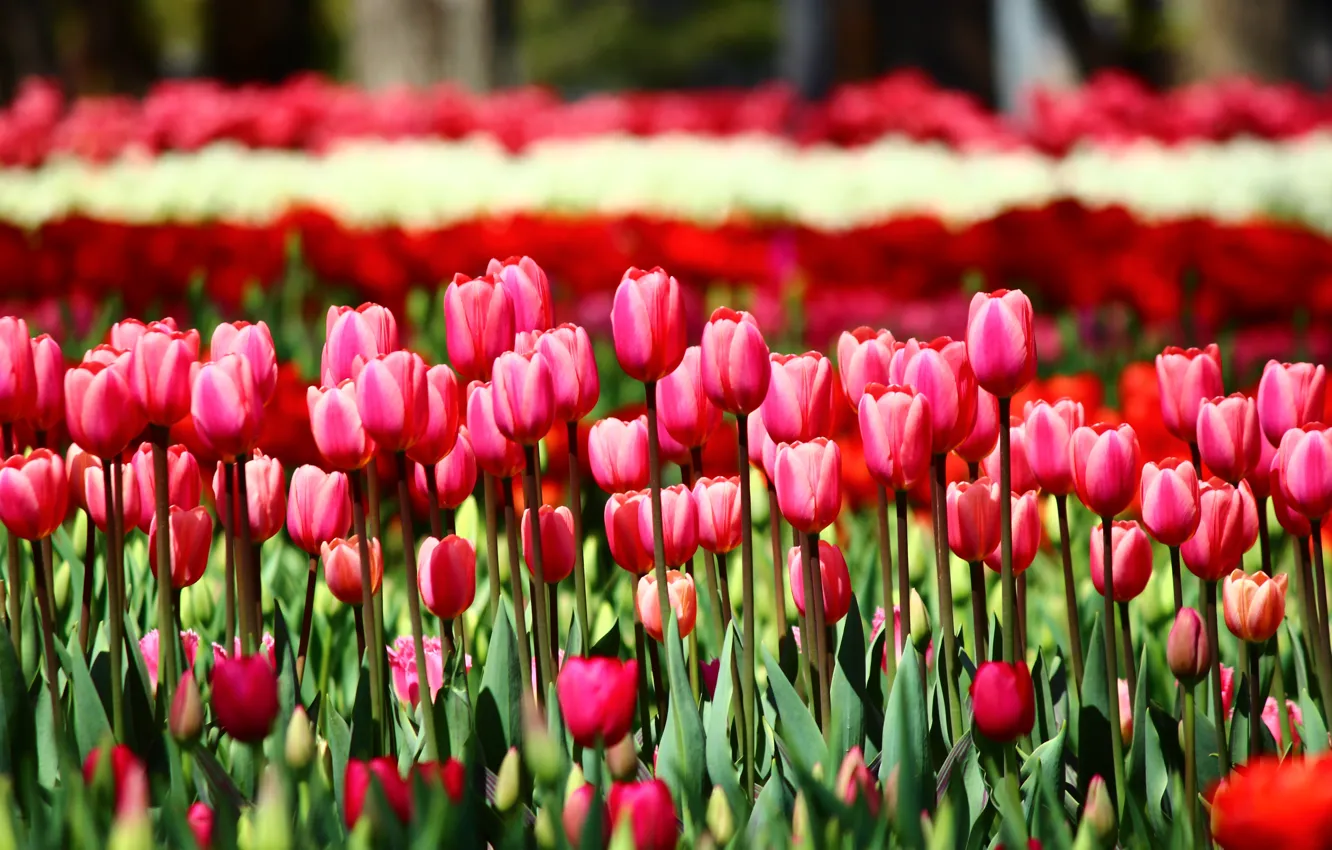 Photo wallpaper greens, field, leaves, flowers, red, bright, spring, garden