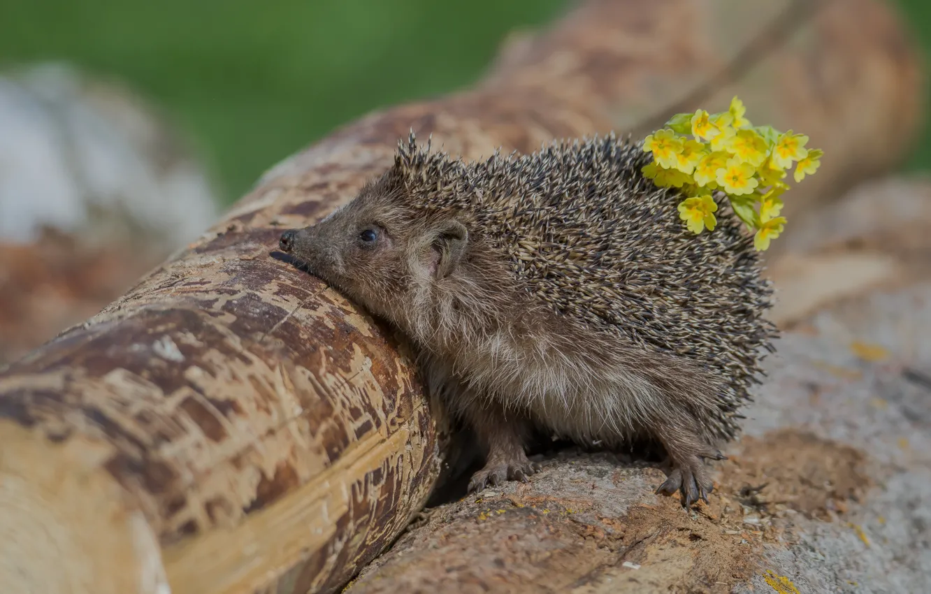 Photo wallpaper look, legs, barb, hedgehog