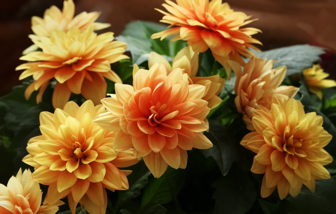 Photo wallpaper orange, bouquet, dahlias