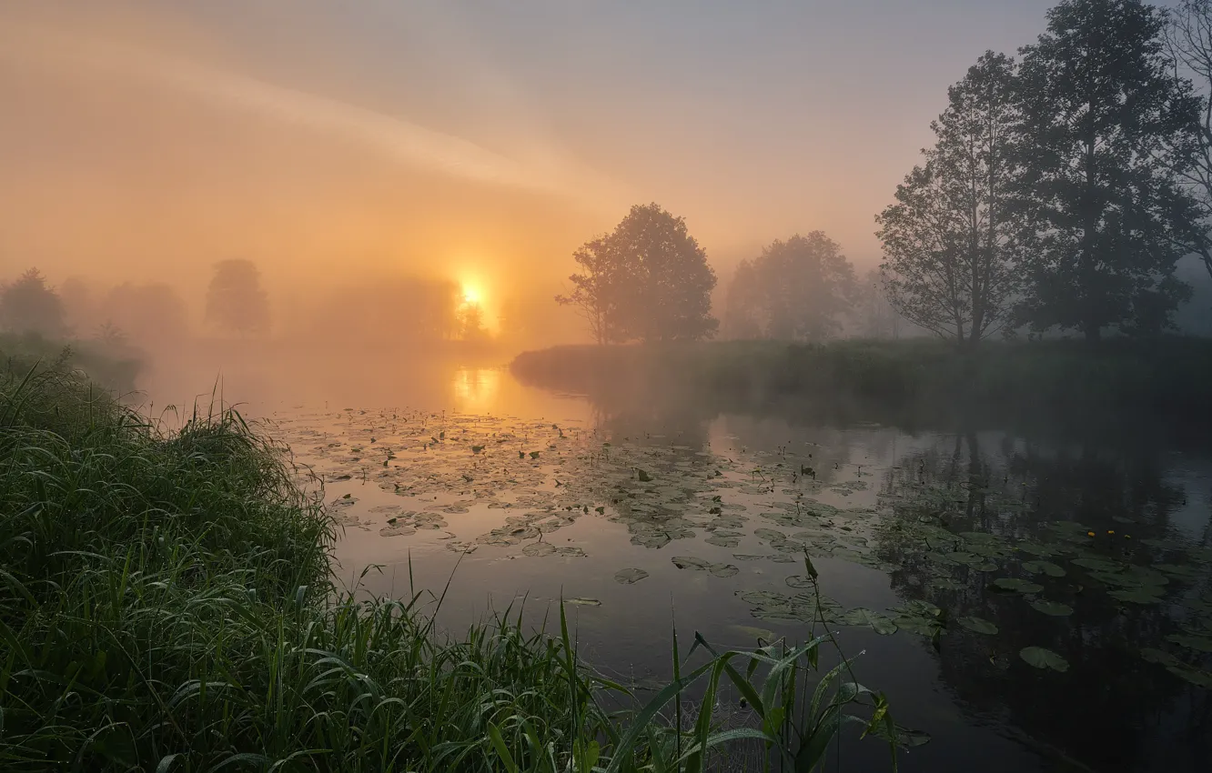 Photo wallpaper summer, grass, trees, landscape, nature, fog, river, dawn