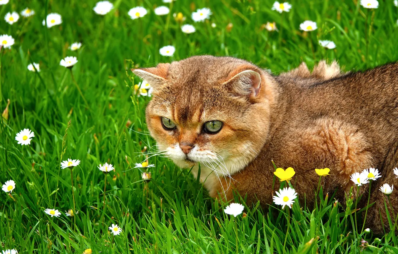 Photo wallpaper cat, summer, grass, cat, look, face, flowers, glade