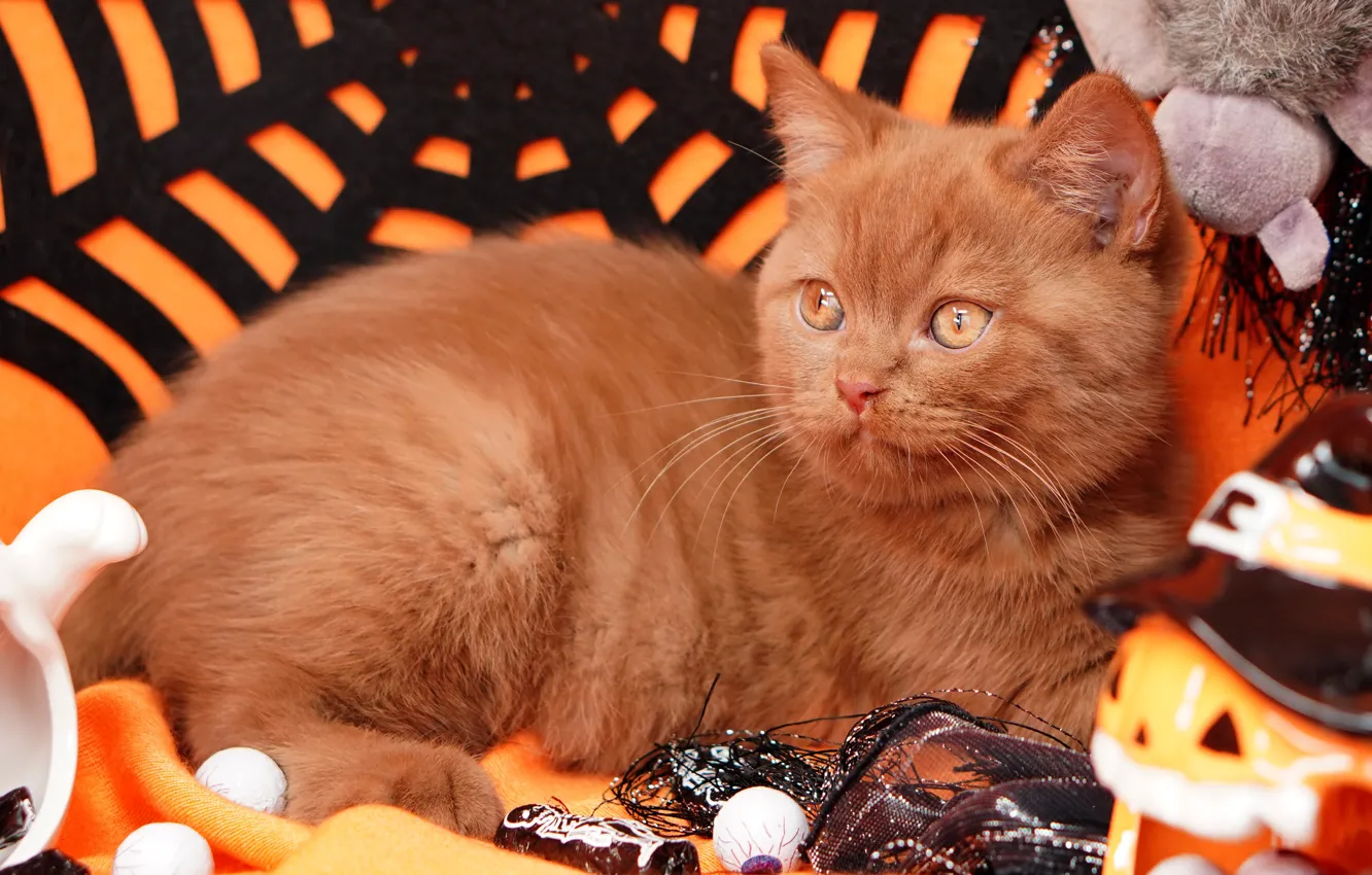 Photo wallpaper autumn, cat, look, pose, holiday, toy, web, lies