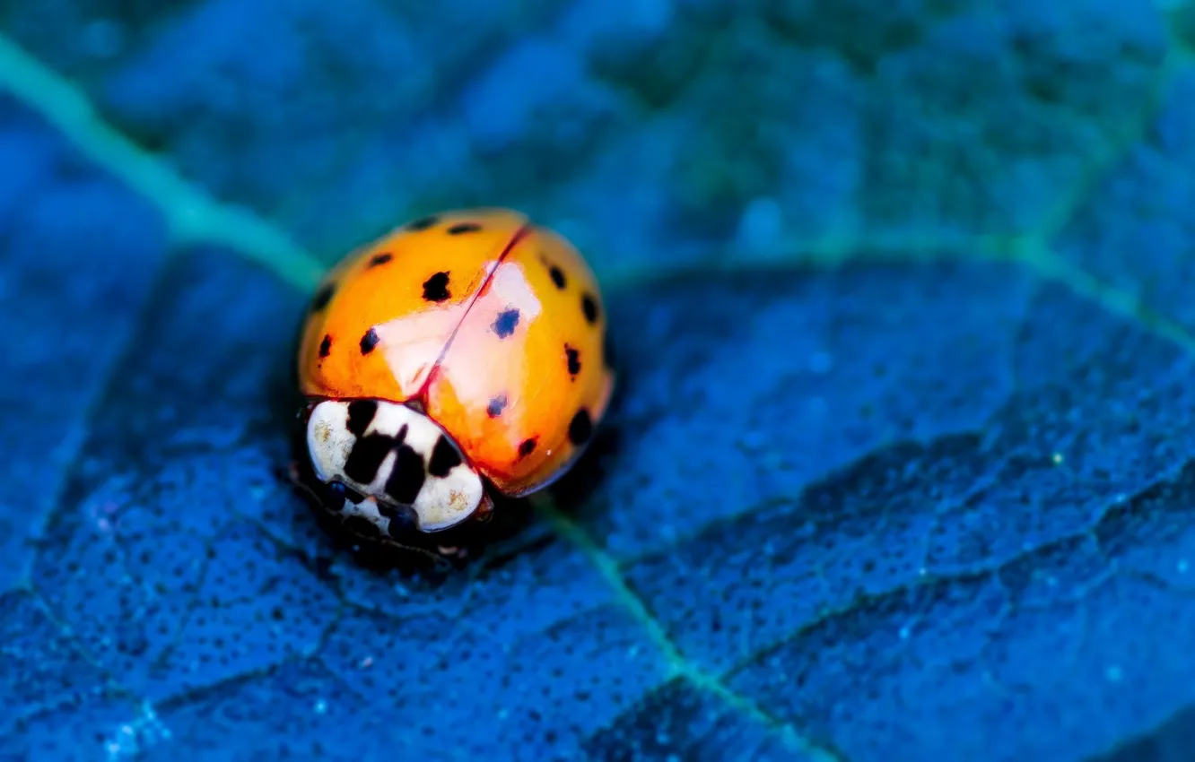 Photo wallpaper flower, nature, blue, leaf, insect, vegetation, ladybird, eetle