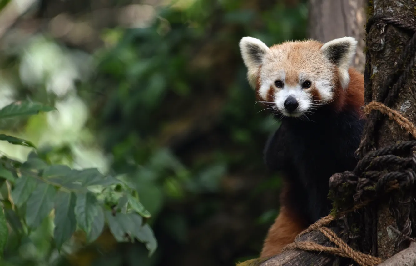Photo wallpaper look, branches, the dark background, posts, foliage, rope, red Panda, bokeh