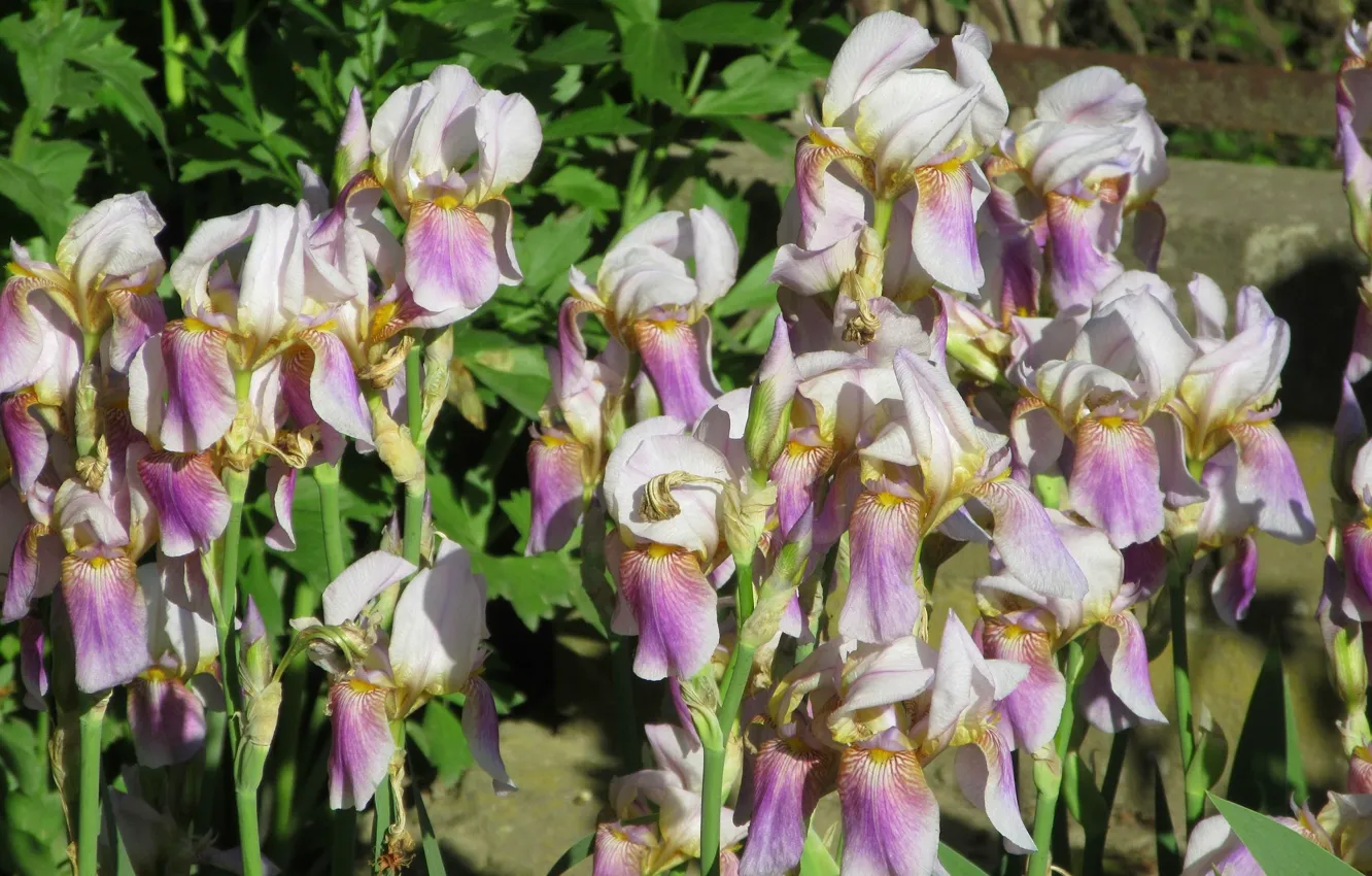 Photo wallpaper flowers, iris, spring 2018, Mamala ©