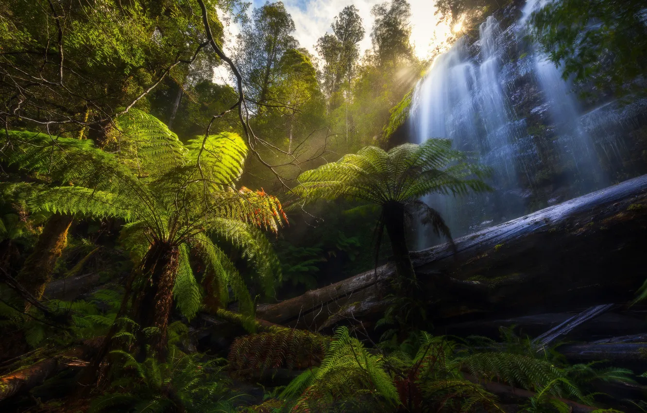 Photo wallpaper forest, palm trees, waterfall, Australia, logs, Australia, Tasmania, Tasmania