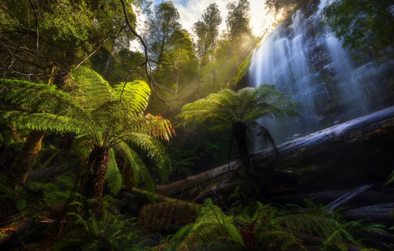 Photo wallpaper forest, palm trees, waterfall, Australia, log, Australia, Tasmania, Tasmania