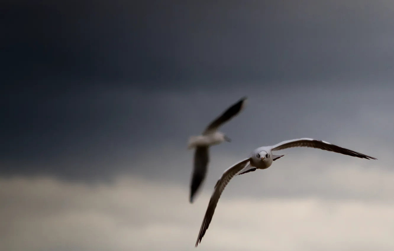 Photo wallpaper the sky, birds, clouds, background, Wallpaper, pictures, seagulls, wings