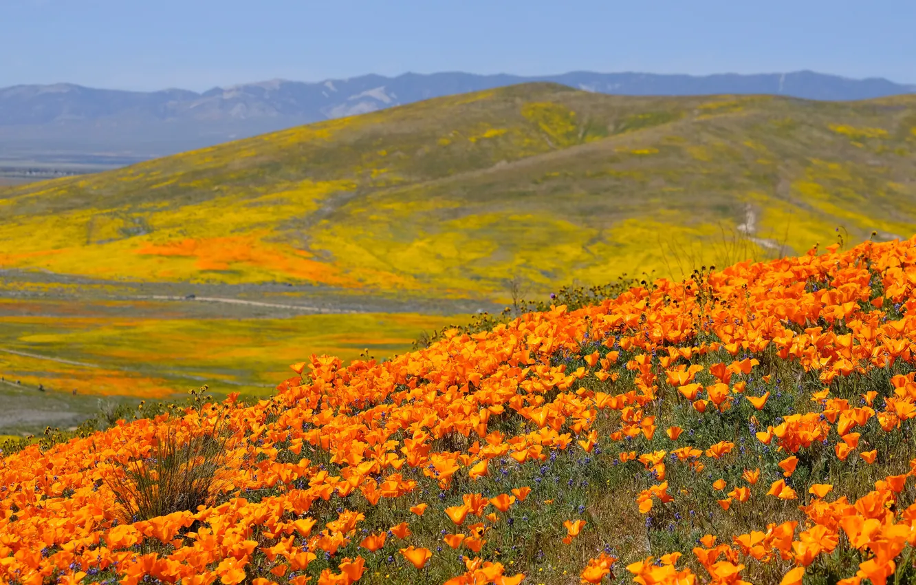 Photo wallpaper the sky, flowers, mountains, orange, hills, glade, bright, slope