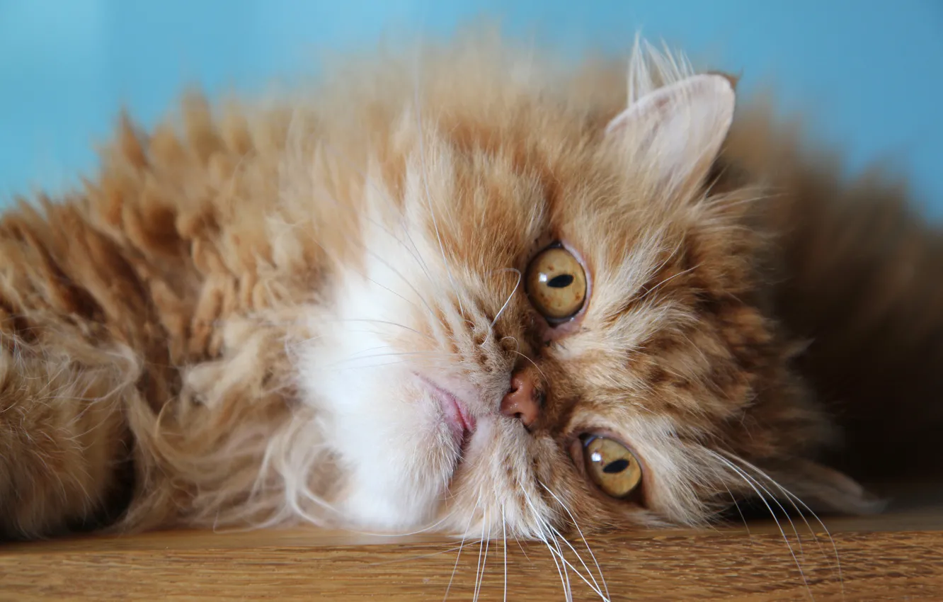 Photo wallpaper cat, cat, look, muzzle, red cat, Persian cat