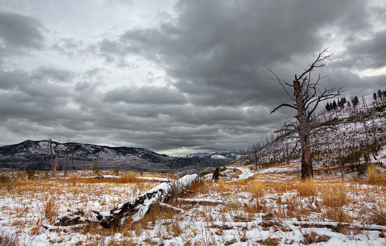 Photo wallpaper field, trees, landscape, mountains