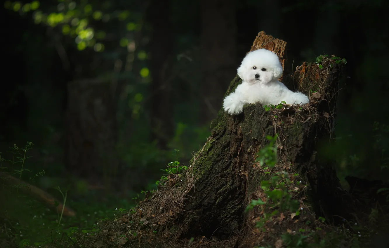 Photo wallpaper forest, stump, dog, Bichon Frise