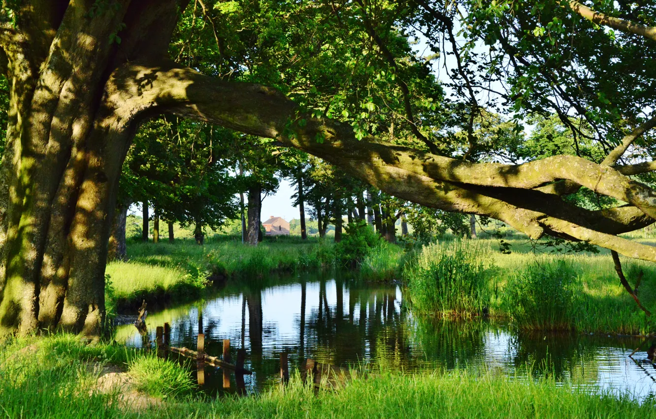 Photo wallpaper grass, the sun, trees, river, shore, foliage, bridges