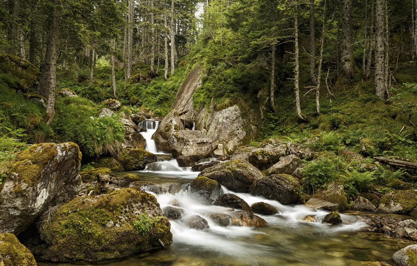 Photo wallpaper forest, river, waterfall, stream
