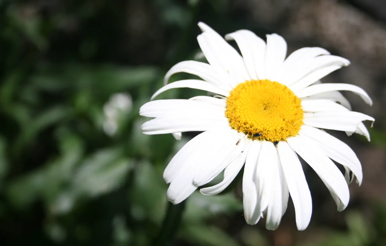 Photo wallpaper summer, flowers, chamomile