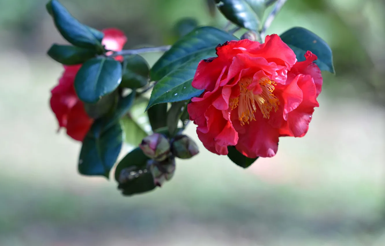 Photo wallpaper leaves, nature, roses, petals