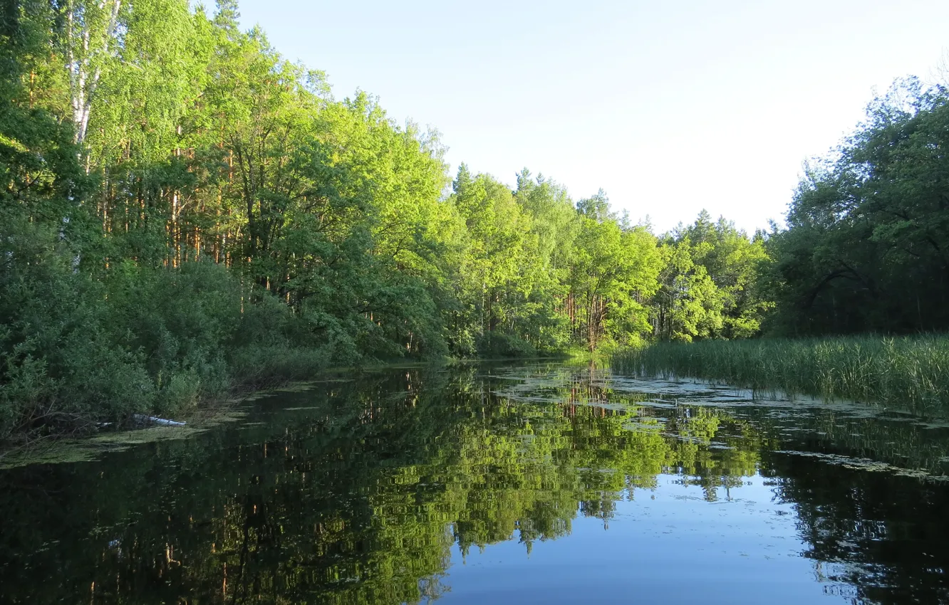Photo wallpaper backwater, forest, quiet
