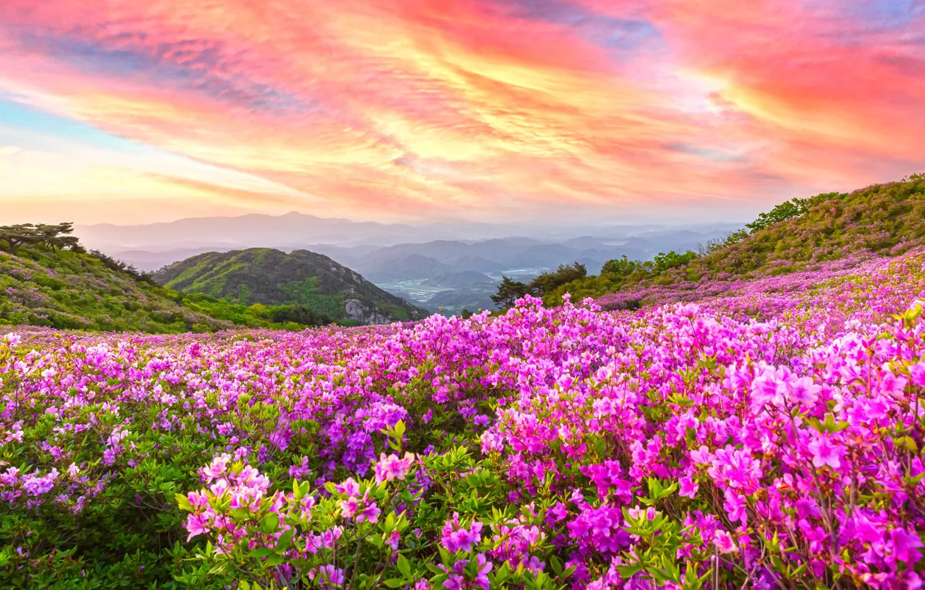 Photo wallpaper clouds, flowers, mountains, fog, dawn, thickets, hills, bright