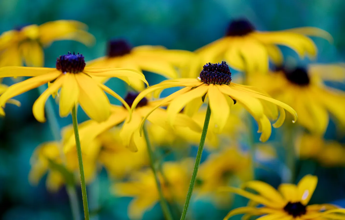 Photo wallpaper flowers, yellow, bokeh, rudbeckia