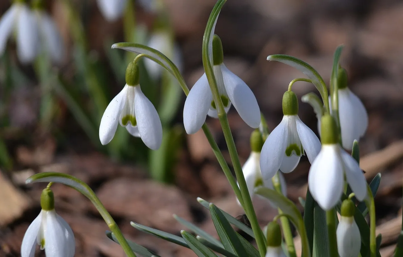 Photo wallpaper macro, flowers, blur, spring, stem, snowdrops, white, clearing