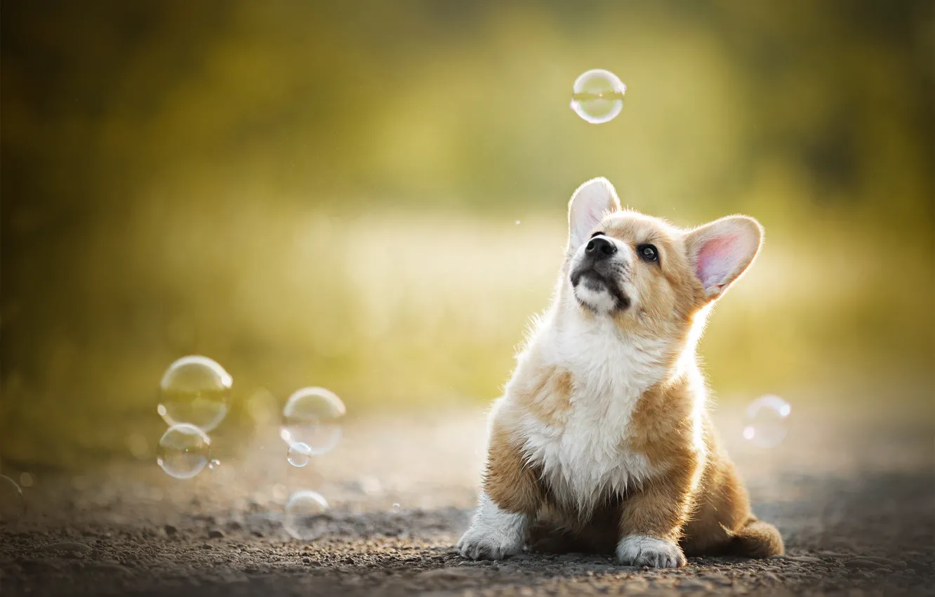 Photo wallpaper baby, bubbles, puppy, bokeh, doggie, Welsh Corgi