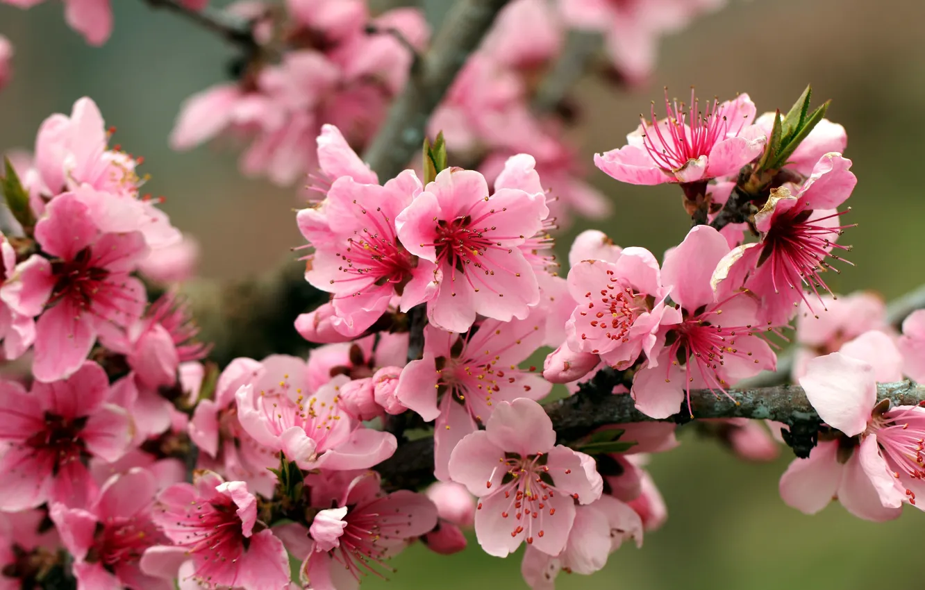Photo wallpaper flowers, cherry, branch, petals, Sakura