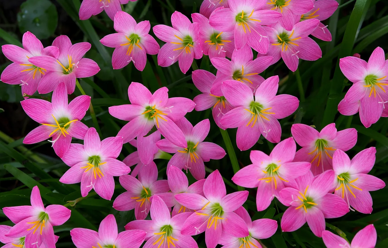 Photo wallpaper nature, petals, garden, flowerbed