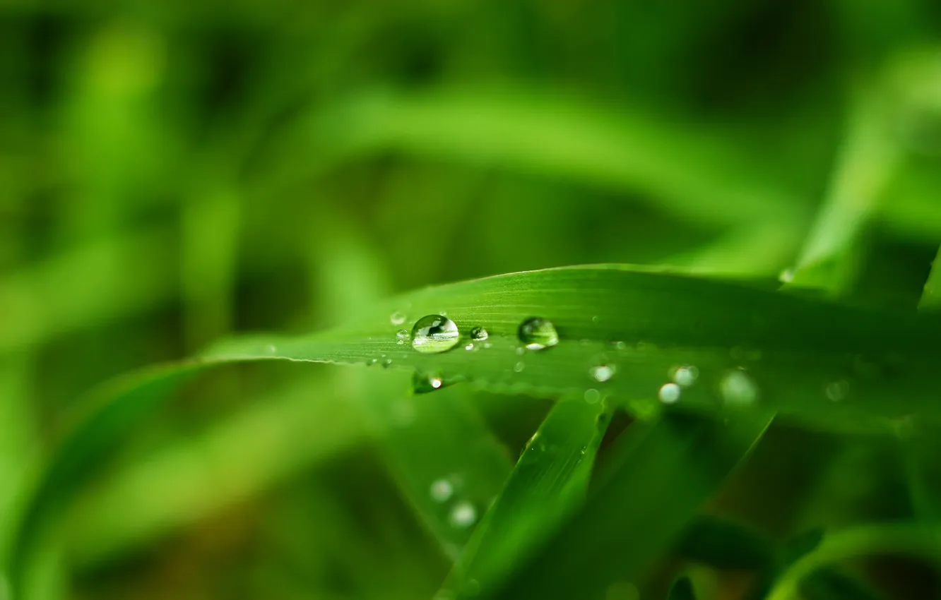 Photo wallpaper greens, summer, grass, water, drops, macro, a blade of grass, macro