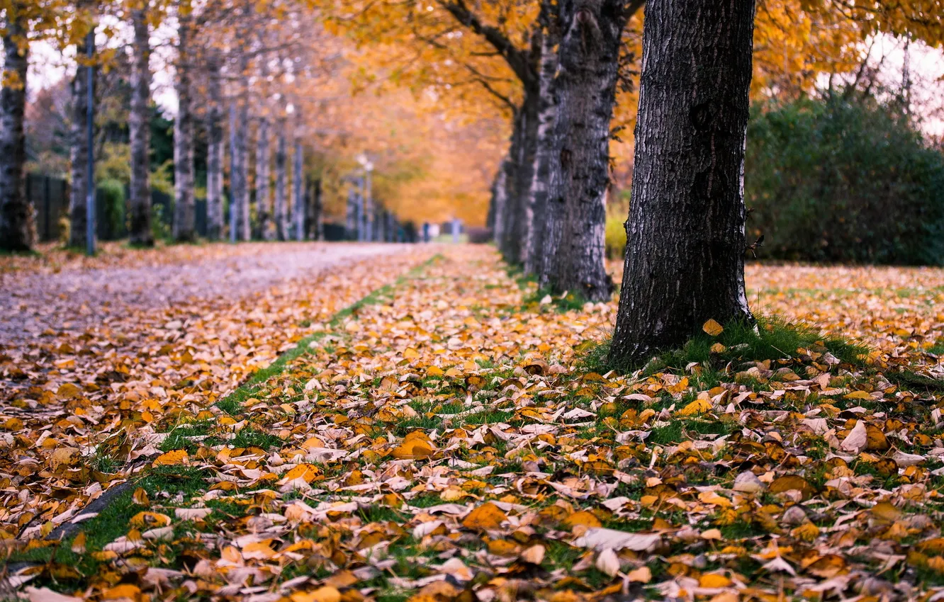 Photo wallpaper autumn, the city, street