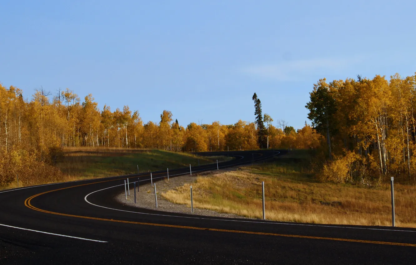 Photo wallpaper road, forest, trees, landscape, nature, photo, turn