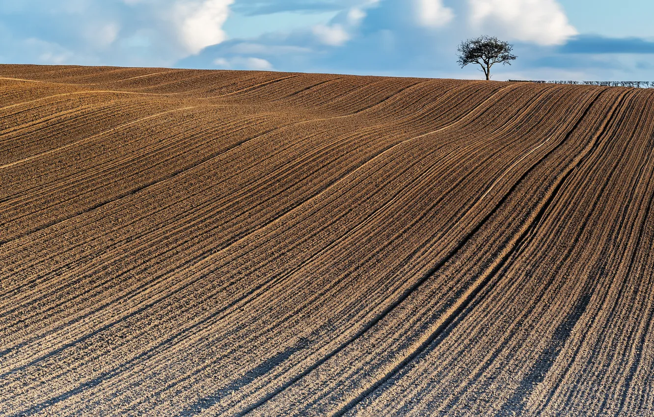 Photo wallpaper field, the sky, clouds, trees