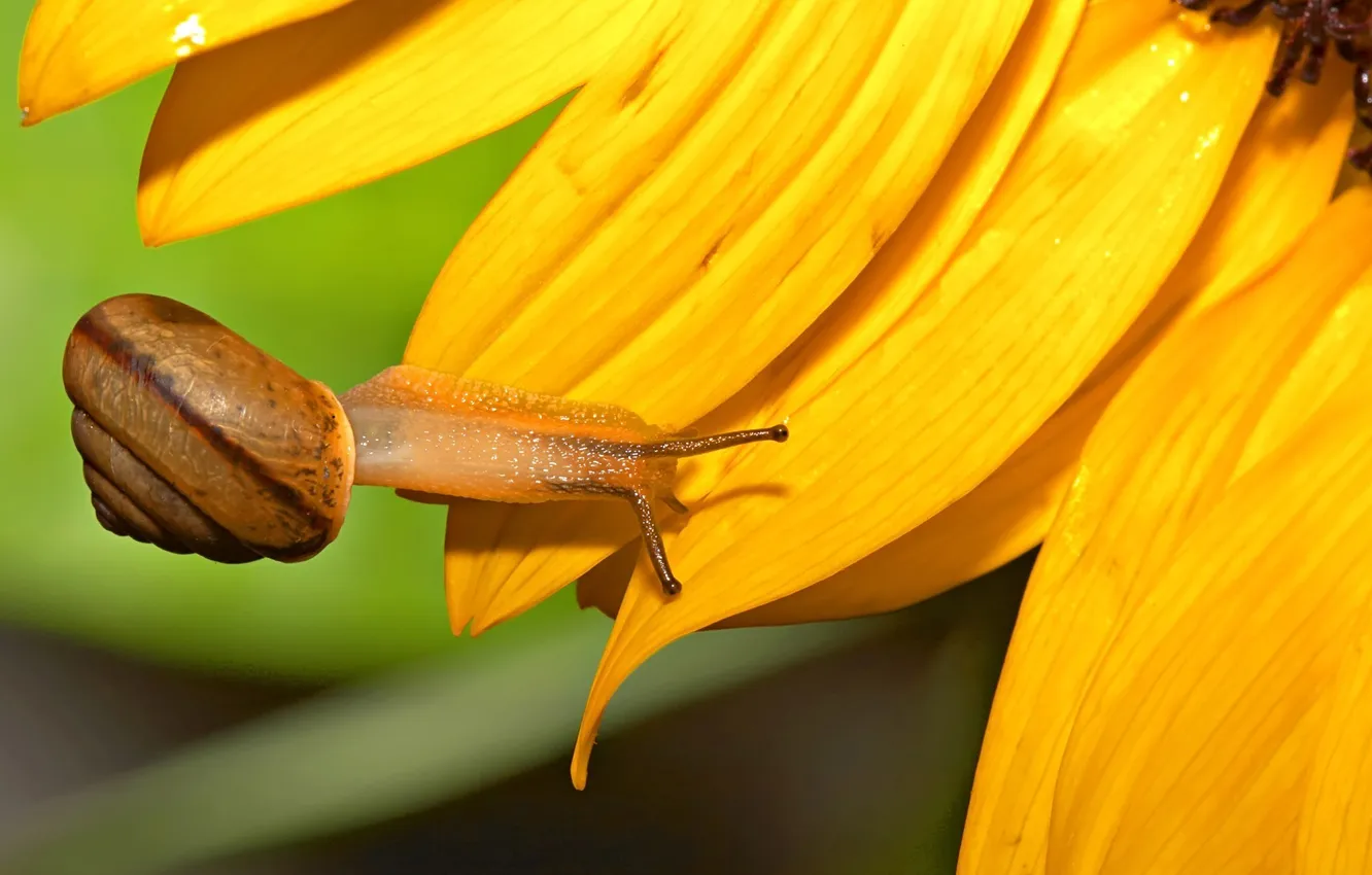Photo wallpaper flowers, yellow, snail, petals, sink
