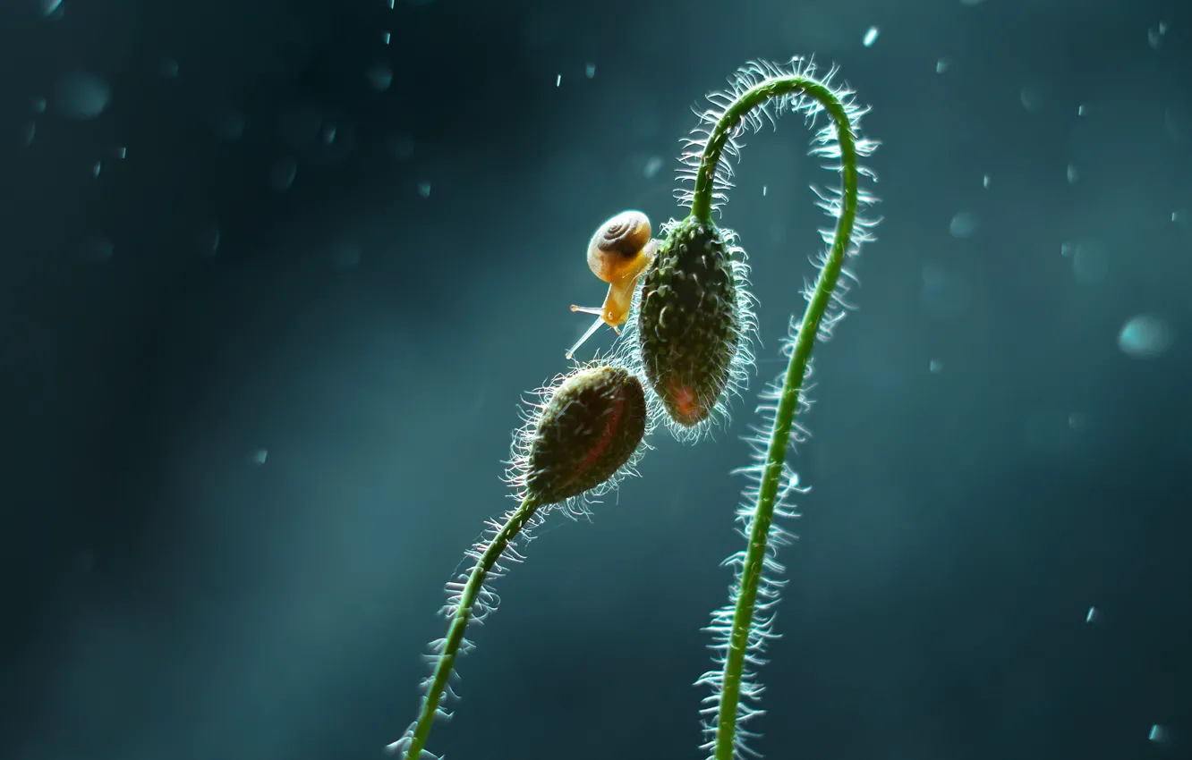 Photo wallpaper macro, snail, buds