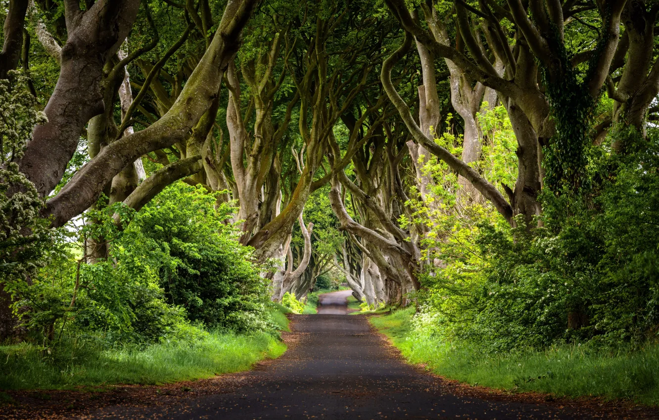 Photo wallpaper road, trees, spring, the tunnel, journey, road, trees, green forest
