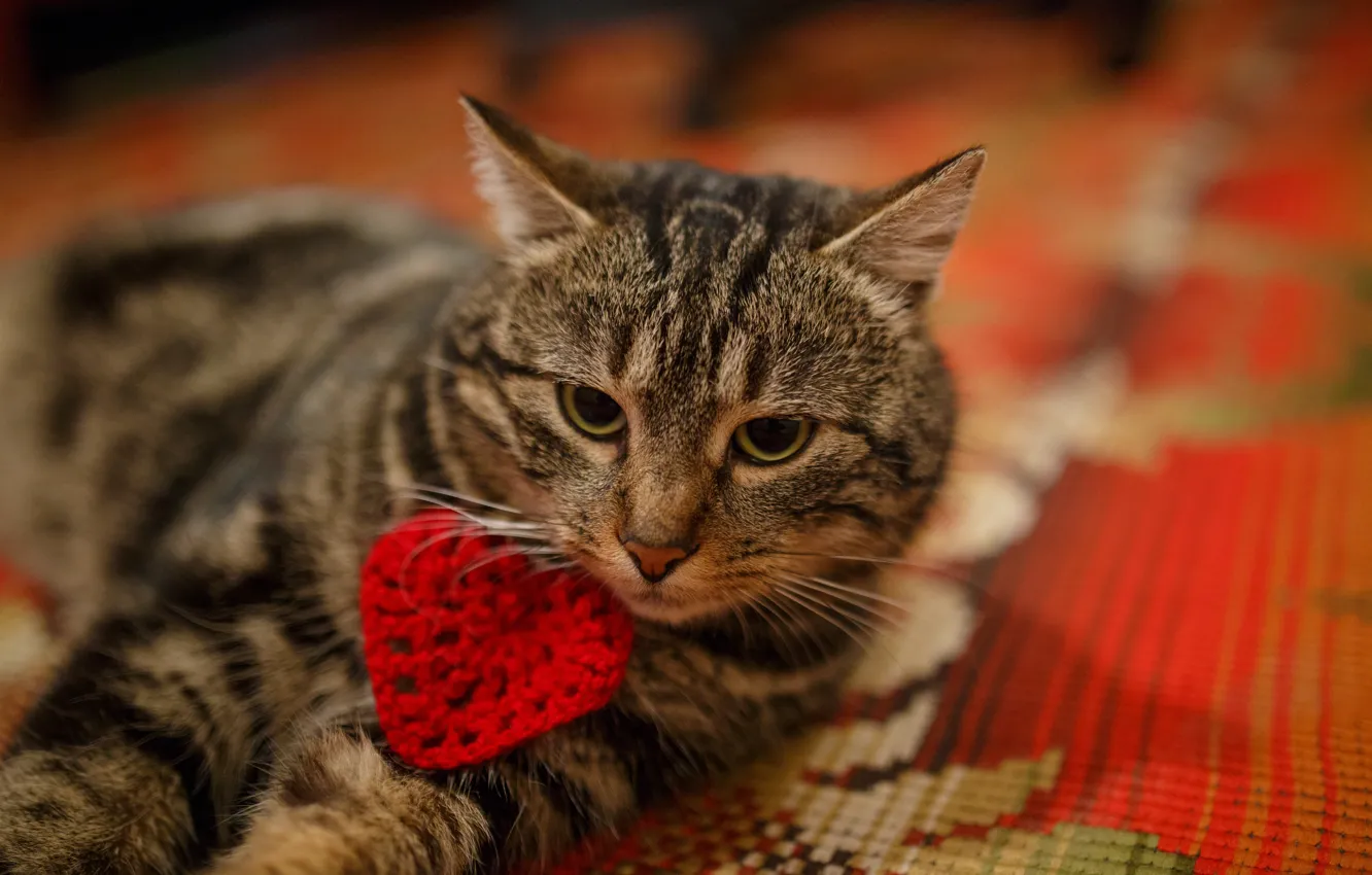 Photo wallpaper cat, cat, heart, lies