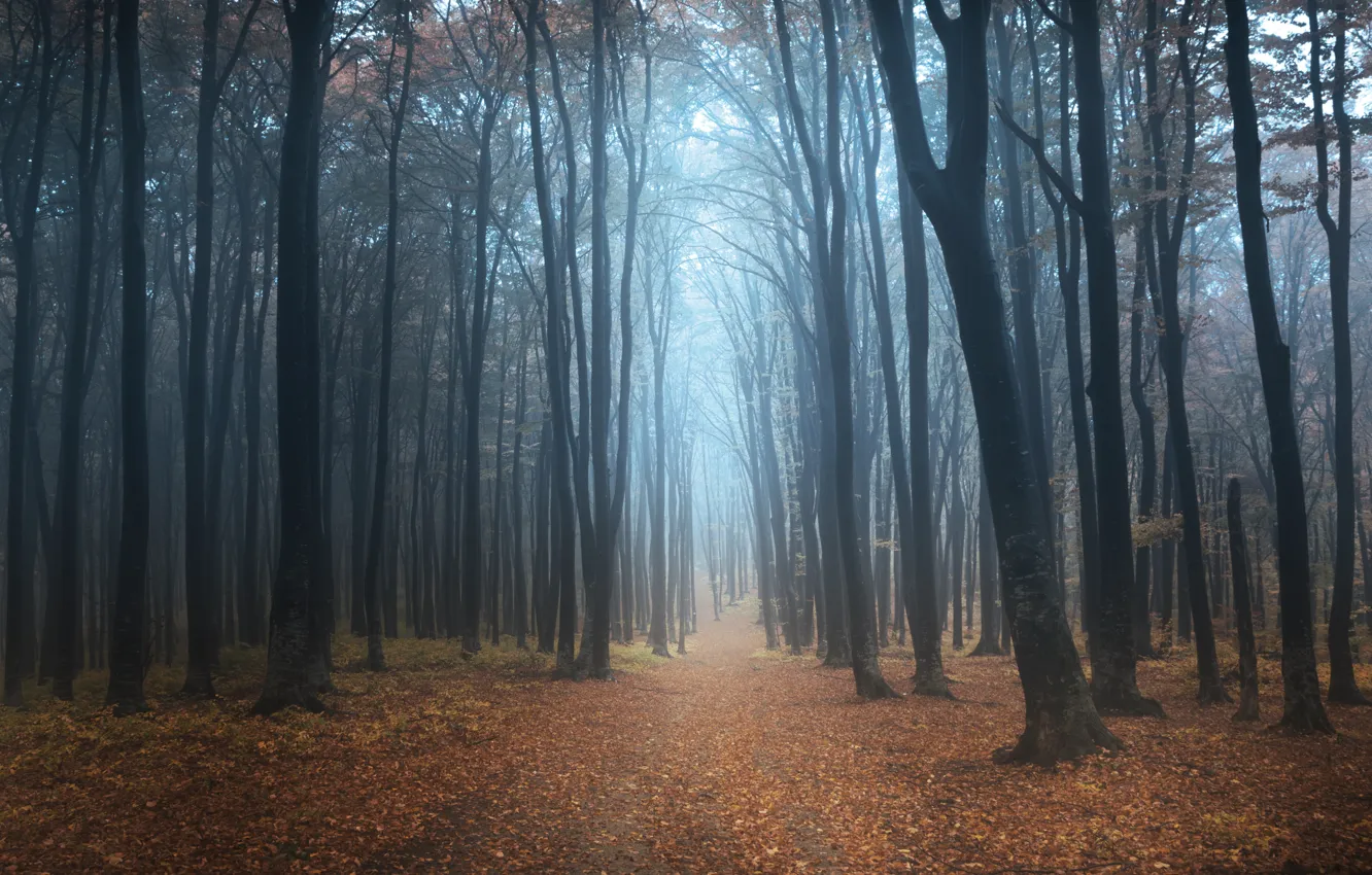 Photo wallpaper forest, trees, fog, morning, track