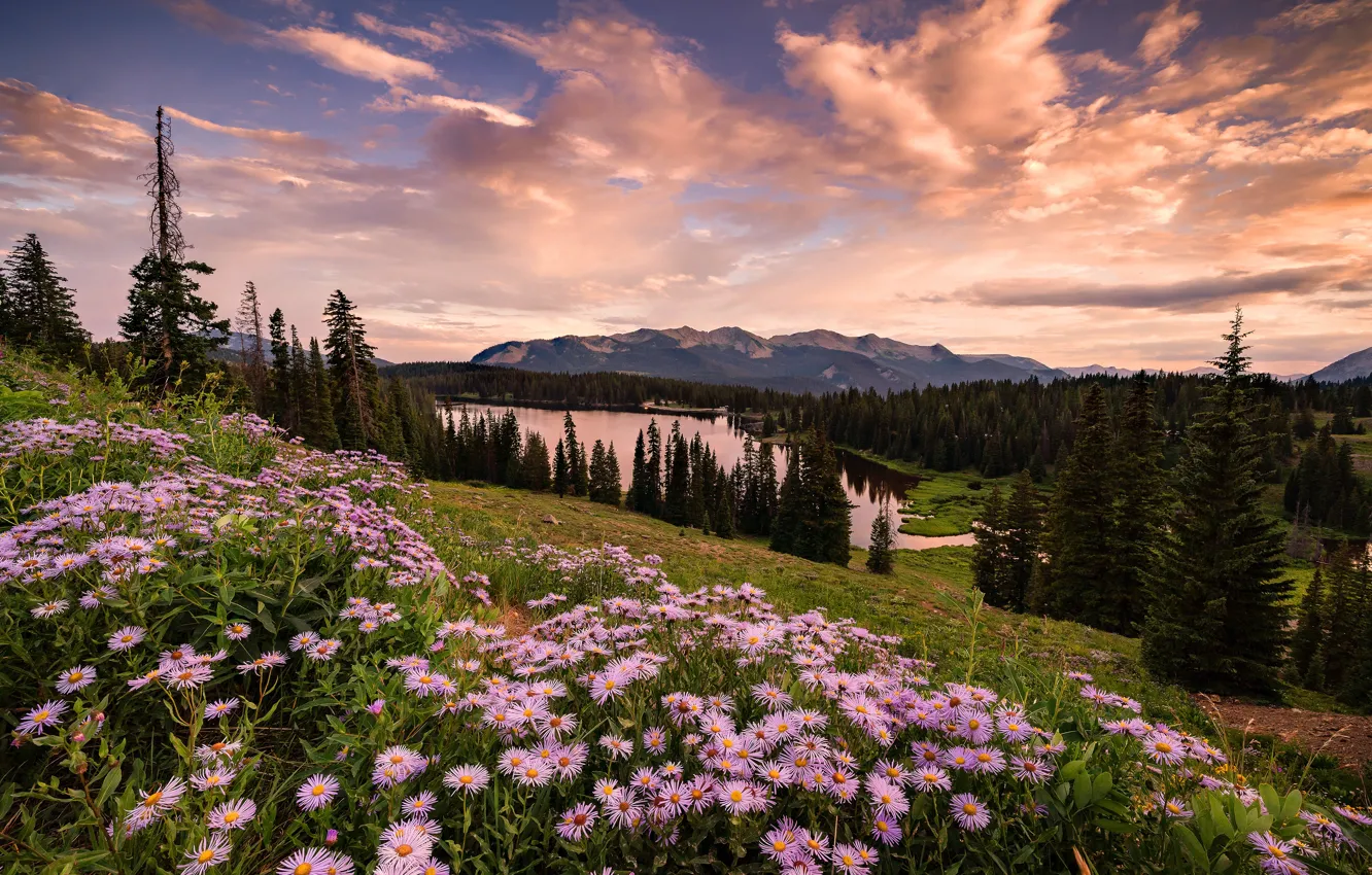 Photo wallpaper forest, summer, the sky, clouds, flowers, mountains, lake, the slopes
